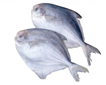 东海野生鲳鱼（白鲳）300-400g